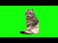 Green Screen Shocked Cat Meme