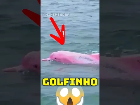 Se você vir um golfinho rosa, FUJA IMEDIATAMENTE! 😨😱