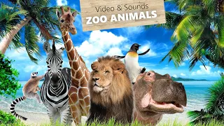 animal sounds of most exceptional zoo animals