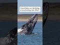 Gray whales are declining at an alarming rate Why
