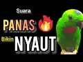 Download Lagu SUARA BURUNG serindit gacor PANAS buat PANCINGAN SERINDIT agar EMOSI NYAUT