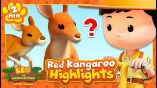 RED KANGAROO HIGHLIGHTS! | Leo the Wildlife Ranger | Educational Animal Cartoons