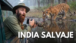 TIERRA DE TIGRES | India Salvaje (Documental completo de fauna)