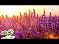 Download Lagu Ontspannende pianomuziek • \