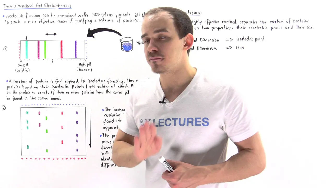 Two-Dimensional Gel Electrophoresis