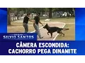 Download Lagu Cachorro pega dinamite | Programa Silvio Santos (12/03/17)