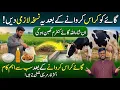 Cow Breeding Secret Do This After Mating to Confirm Pregnancy Dairy Farming Tips