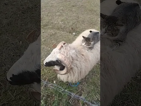 Adorable Barn Cat Kneads on Sheep's Back