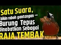 Download Lagu NO HOAX 🤩 tepus kepala abu nembak superrrrr panjanggggggggg | masteran murai batu