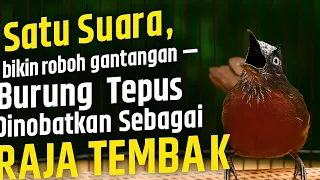 no hoax tepus kepala abu nembak superrrrr panjanggggggggg masteran murai batu