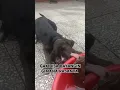 Download Lagu DILEPAS SAYANG GAK DILEPAS KASIAN 🤣 #dog #kurakura #funny #videoshort #animals #ngakak #videoviral
