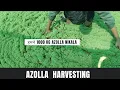Download Lagu Hamne 1000 kg azolla nikala l Azolla harvesting l Azolla farming l