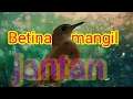 Download Lagu jongkangan betina manggil jantan suara alam liar