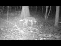 White tail tip Coyote CKAMERICA