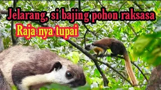 Download TUPAI JELARANG/JELARANG/JARALANG JAWA/SUARA TUPAI TANAH @Dogsulsniper MP3