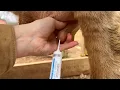 How to Give a Cow Mastitis Treatment - Intramammary Infusion