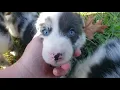 Adventure Walk With Blue Merle Border Collie Puppies