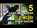 Download Lagu 5 Cara MENAIKKAN EMOSI KACER Agar GACOR MAXIMAL!! (Tipe Dingin \u0026 Panas)