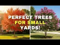 Top 9 Best All-Season Small Trees for Front Yards Low-Maintenance Dwarf Trees for Landscaping