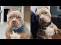 Watch This Before You Buy A Pocket American Bully