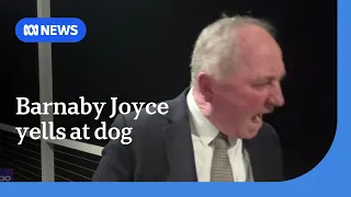 Barnaby Joyce yells at dog while defending One Nation s immigration policy ABC NEWS