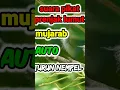 Download Lagu suara pikat prenjak lumut dapatkan durasi lebih panjang