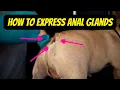 How to express anal glands The French Bulldog