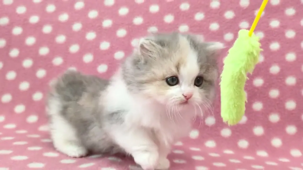 動画