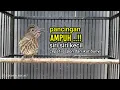 Download Lagu pancingan AMPUH siri siri kecil