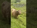 Download Lagu Kijk eens naar deze emo-koe die ik in Schotland zag