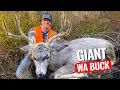 Hunting Washington State - GIANT Mule Deer