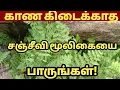 Download Lagu sanjeevi mooligai/sanjeevi/sanjeevi mooligai secret...