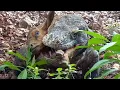 Download Lagu This is the first time I've seen a Komodo dragon hunting that fast😱