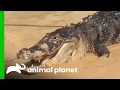 Huge Monster Gator Is Spotted In A Pond Gator Boys