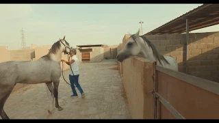 مقاودة الأفحل الشرسة والسيطرة عليها فكريا     مهم للمربين وملاك الخيل          دندنها