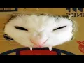cats broke the internet
