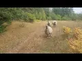 Download Lagu Yes Sheep Hop #sheep #youtube #funnyanimals #funny #funnysheep #hop #countrylife 