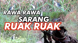 Download GILA‼️BERBURU RUAK RUAK DI SIANG HARI SEMUA PADA DATANG MP3