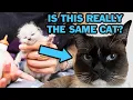 Colorpoint Kittens Amazing Color-Changing Cats