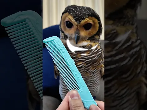 I turned Bibib’s Fur into a Mouse Toy!🐭😂🦉 #funny #owl #cute #animals #pets #cat