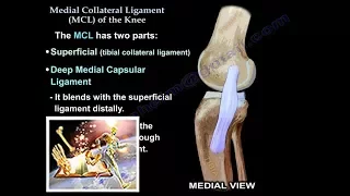 Download Medial Collateral Ligament Of The Knee - Everything You Need To Know - Dr. Nabil Ebraheim MP3