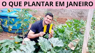 O que PLANTAR em JANEIRO em PLENO VERÃO na HORTA de QUINTAL aqui no Brasil
