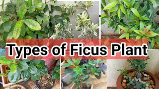Varieties of Ficus Plant Care of Ficus plant