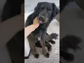 Is My Dog HOMOPHOBIC