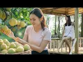 Download Lagu Green Life: Harvesting Tons of Guavas to Sell at the Market – Secret Clam Porridge Recipe Revealed!