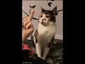 funny crazy cat gifs