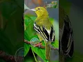 Download Lagu Suara Pikat Burung Sirtu menjerit Kejepit bikin burung sirtu lain mendekat !