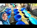 Download Lagu Langsung ke petani ikan Koi Blitar‼️banyak pilihannya,review harga Koi di petani Koi Blitar