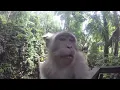 Feeding Monkeys Coding Bootcamp in Bali An Asian Guy s Winter 2017 Adventure Day 5