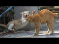 Funny Cats Fighting